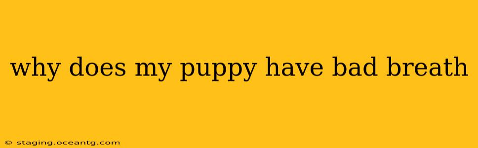 why does my puppy have bad breath