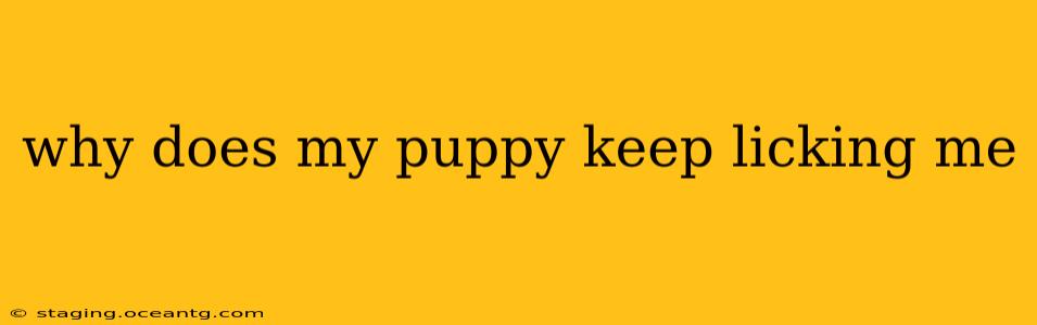 why does my puppy keep licking me