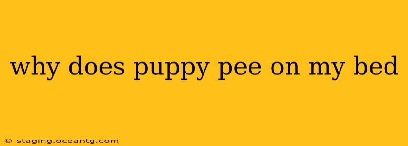 why does puppy pee on my bed