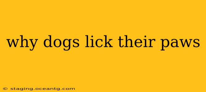 why dogs lick their paws