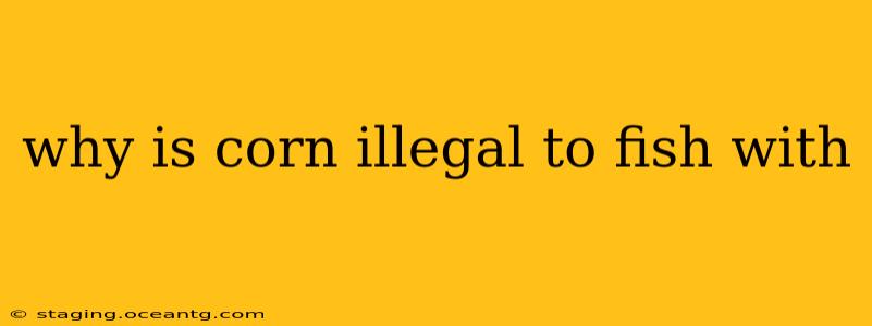 why is corn illegal to fish with
