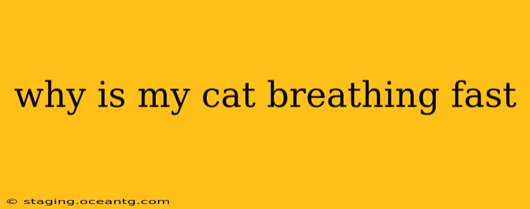 why is my cat breathing fast