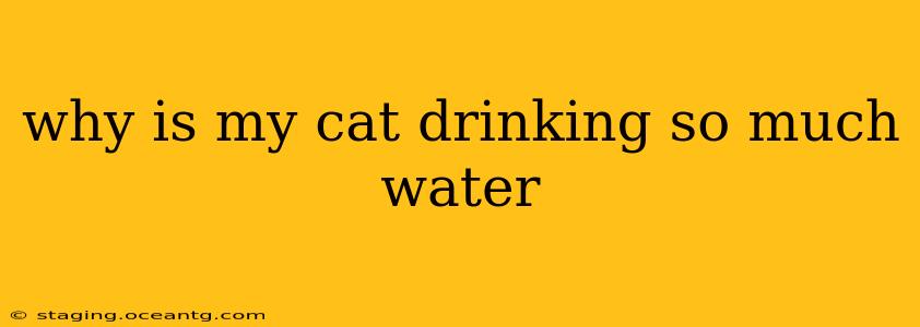 why is my cat drinking so much water