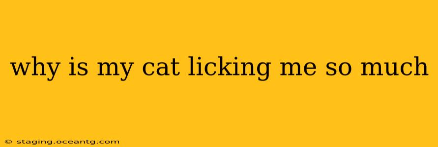 why is my cat licking me so much