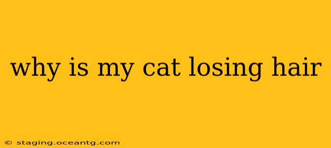why is my cat losing hair