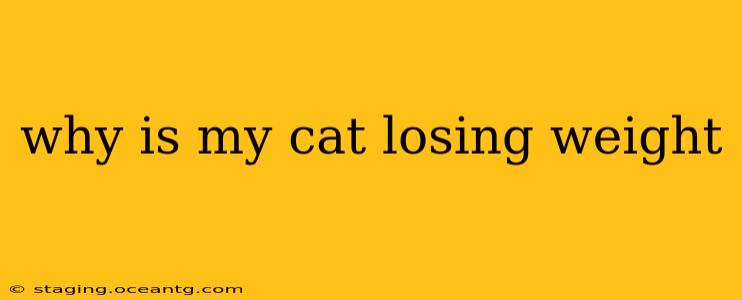 why is my cat losing weight