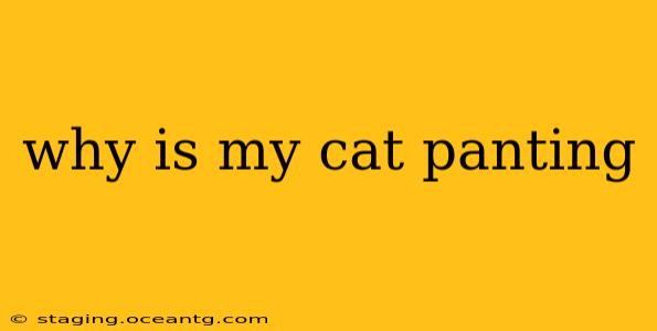 why is my cat panting