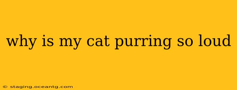 why is my cat purring so loud