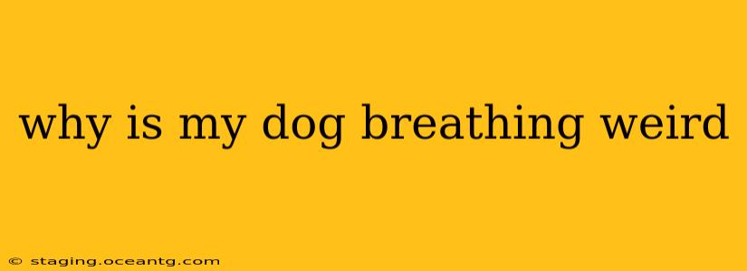 why is my dog breathing weird