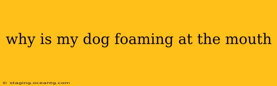 why is my dog foaming at the mouth
