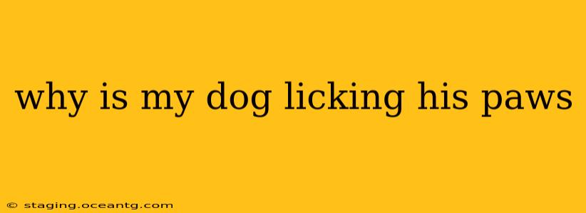 why is my dog licking his paws