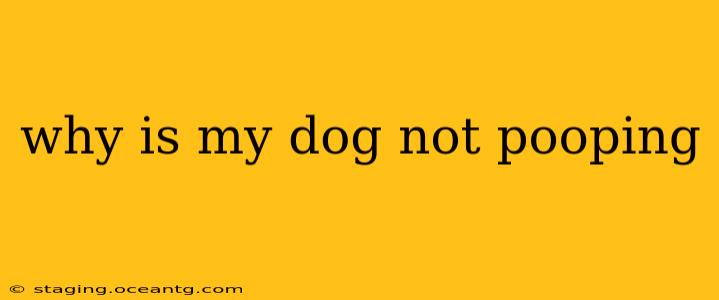 why is my dog not pooping
