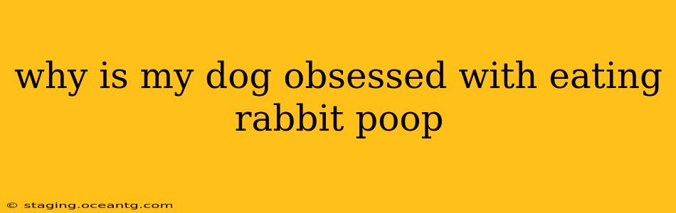 why is my dog obsessed with eating rabbit poop