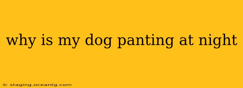why is my dog panting at night