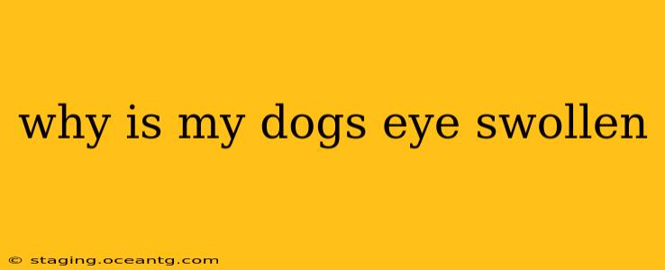 why is my dogs eye swollen