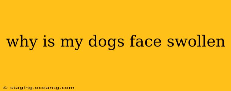 why is my dogs face swollen