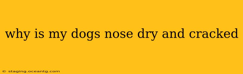 why is my dogs nose dry and cracked