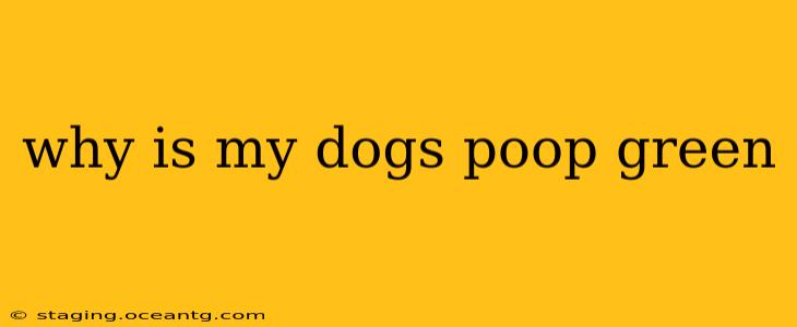 why is my dogs poop green