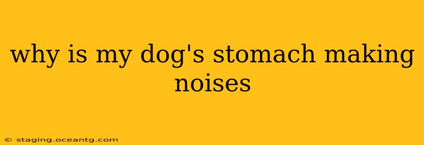why is my dog's stomach making noises