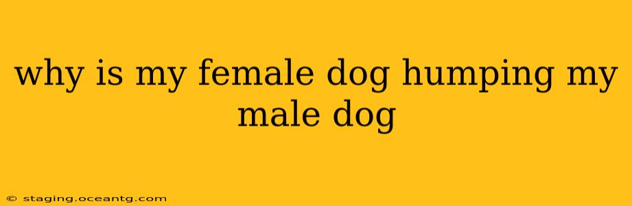 why is my female dog humping my male dog