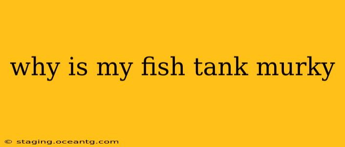 why is my fish tank murky