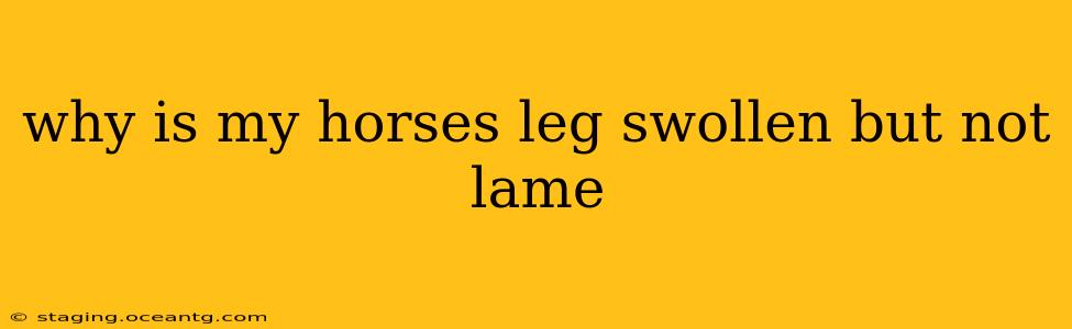 why is my horses leg swollen but not lame