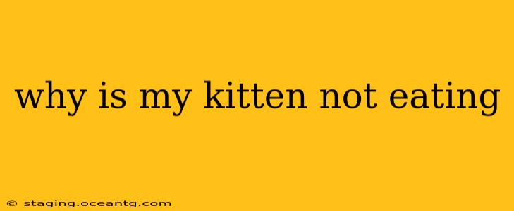 why is my kitten not eating