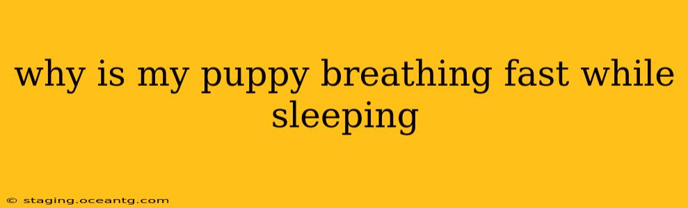 why is my puppy breathing fast while sleeping