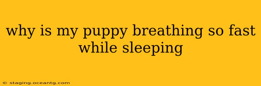 why is my puppy breathing so fast while sleeping