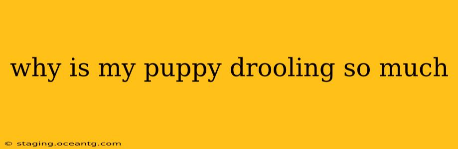 why is my puppy drooling so much