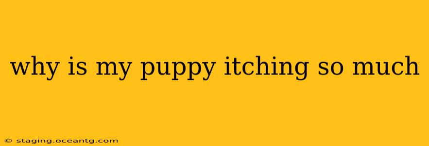 why is my puppy itching so much