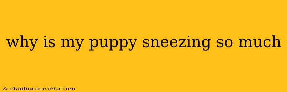 why is my puppy sneezing so much