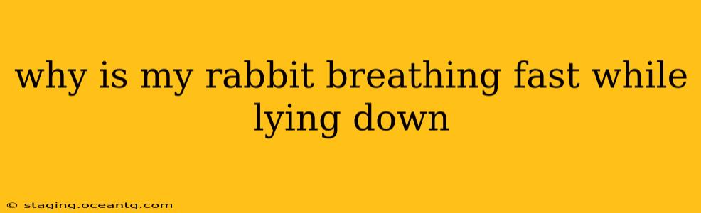 why is my rabbit breathing fast while lying down