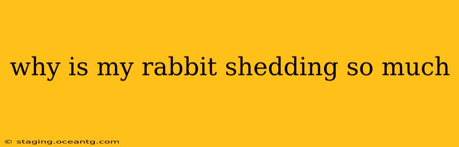 why is my rabbit shedding so much