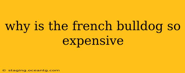why is the french bulldog so expensive