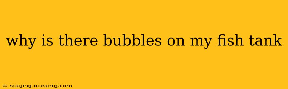 why is there bubbles on my fish tank