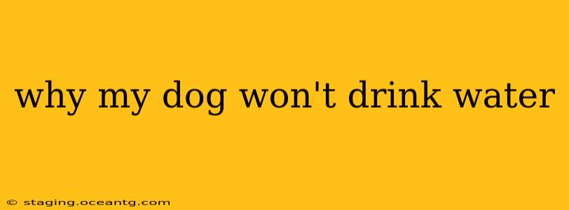 why my dog won't drink water