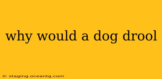 why would a dog drool