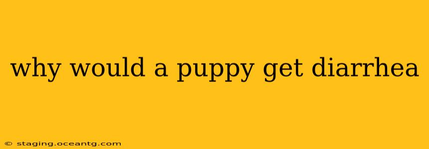 why would a puppy get diarrhea