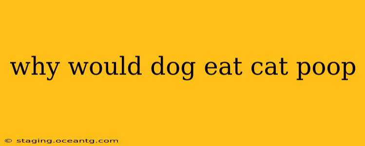 why would dog eat cat poop