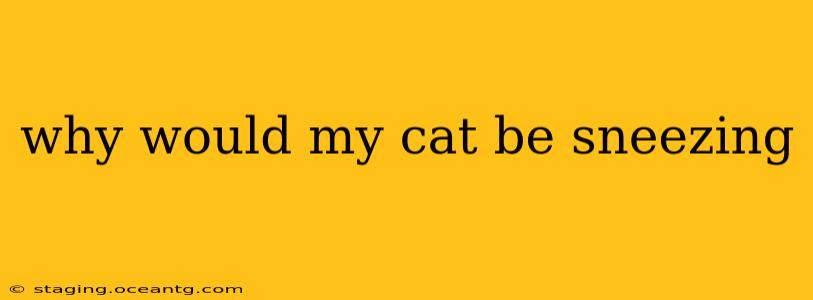 why would my cat be sneezing