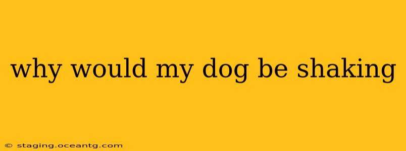 why would my dog be shaking