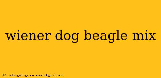 wiener dog beagle mix