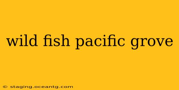 wild fish pacific grove