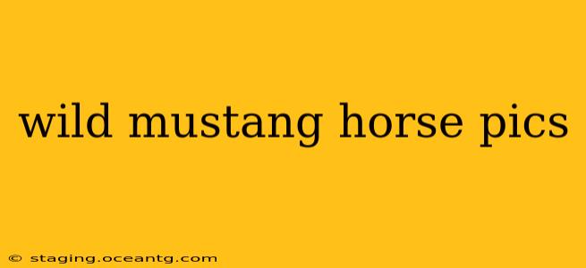 wild mustang horse pics