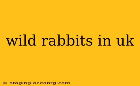 wild rabbits in uk