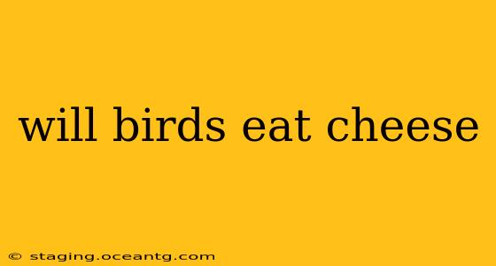 will birds eat cheese