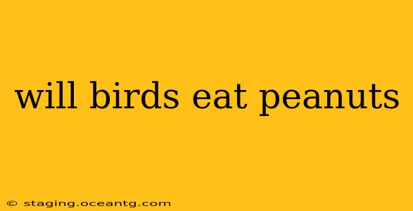 will birds eat peanuts