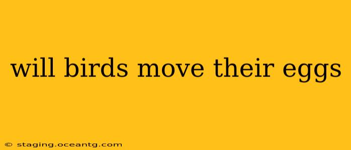will birds move their eggs