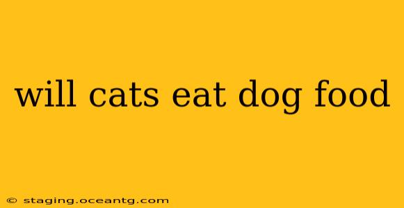 will cats eat dog food